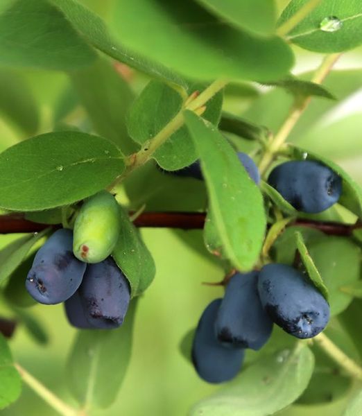 Lonicera caerulea 'Blue Velvet'